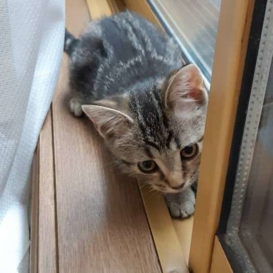 遊ぶアメリカンショートヘア