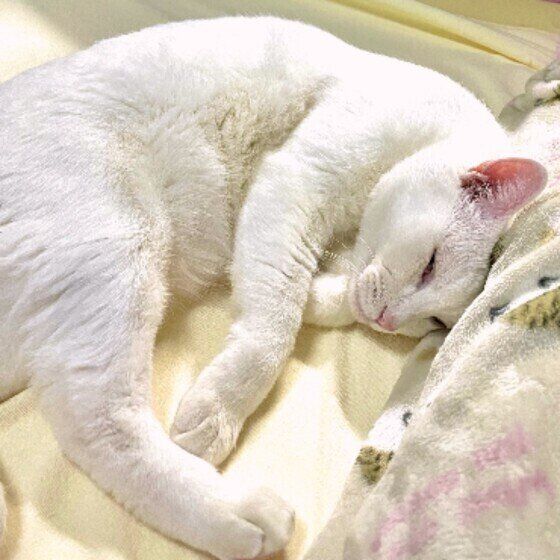 白猫のソラちゃん