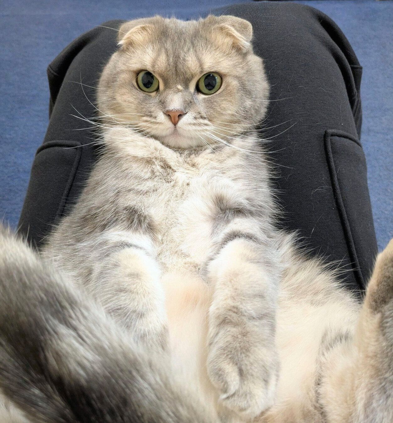 飼い主さんの膝の上でヘソ天するまんぼうくん