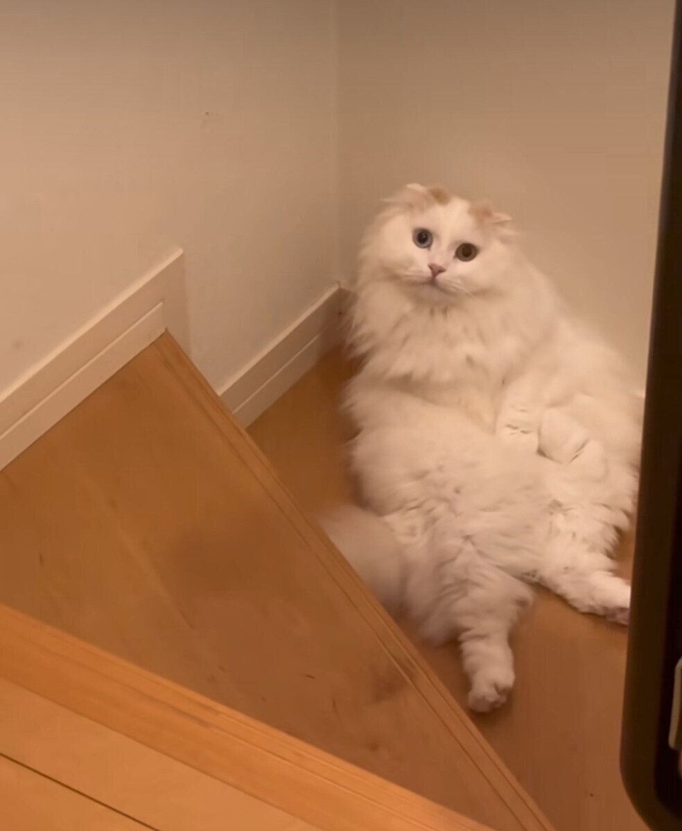 階段で待ち伏せするミントくん