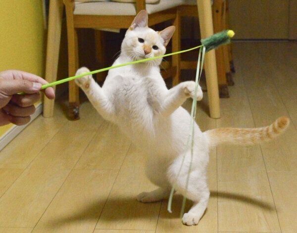 オモチャで遊ぶテンくん