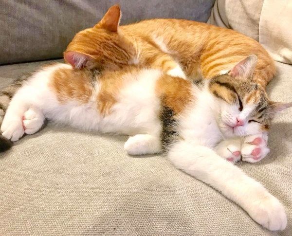 元保護猫のきなこちゃんと、スコティッシュフォールドのおもちちゃん