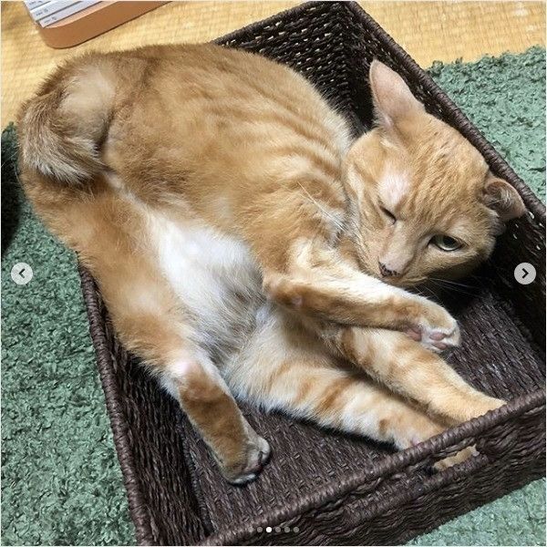 体勢が苦しそうなニャンコ