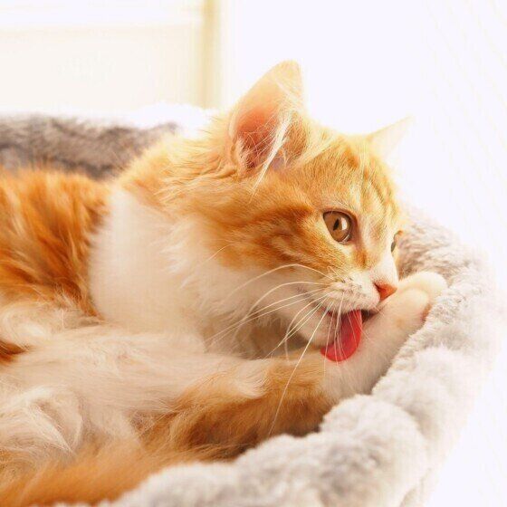 マンチカンのカノンちゃん♪