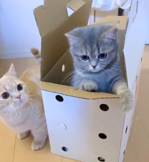 あおちゃんを見つめるむぎくん