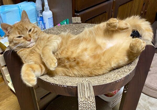 だらけるつぶちゃん