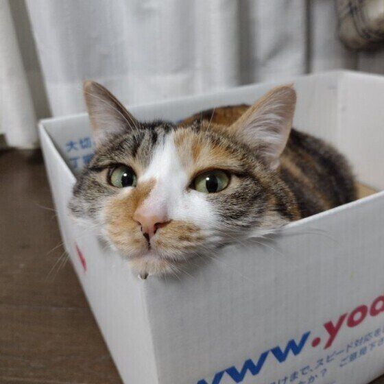 ダンボールの中に入る三毛猫