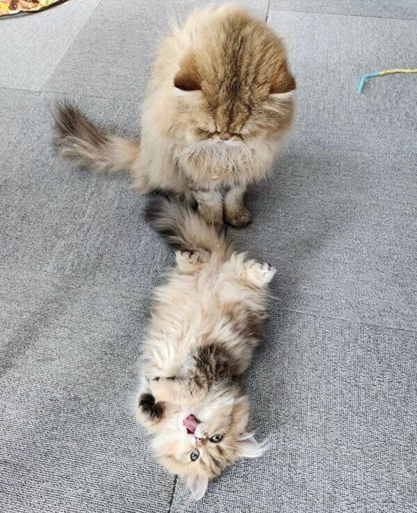 鹿の子ちゃんを見守る海松茶くん