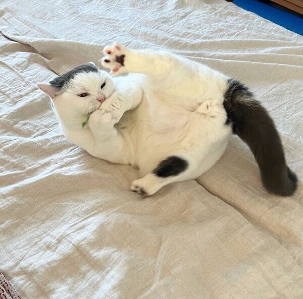 転がるカツヲくん