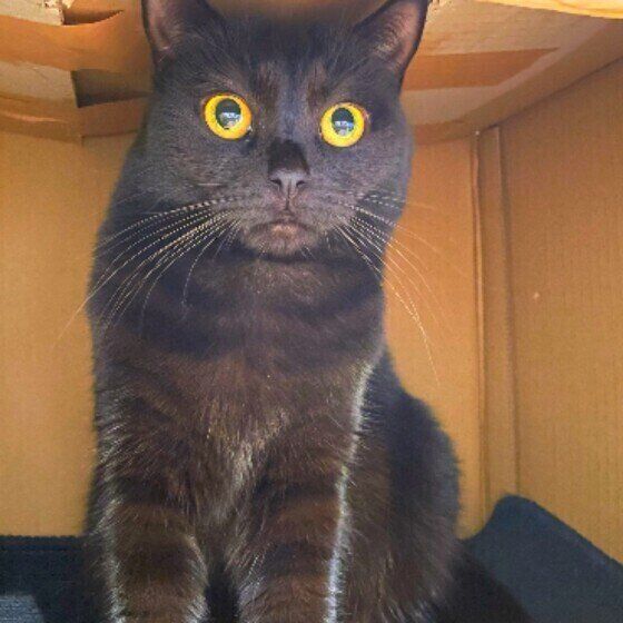 ブリティッシュショートヘアのウルちゃん