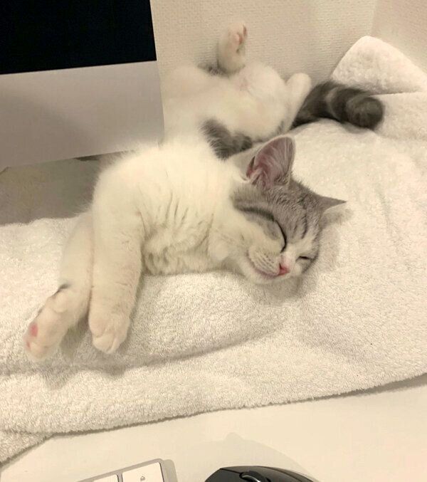 眠るぷくりちゃん