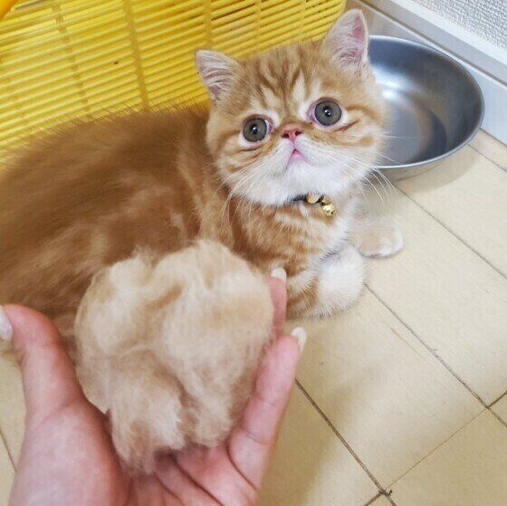 エキゾチックショートヘアのもなかくんと毛玉