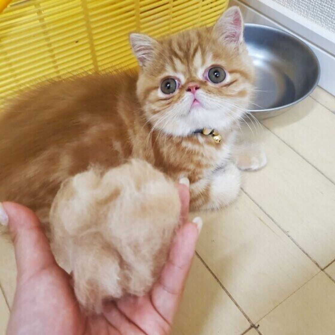 愛猫の抜け毛スッキリ 毛取りスポンジを使った布アイテムのお掃除術 ねこのきもちweb Magazine 愛猫の抜け毛スッキリ 毛取りスポンジを使った布アイテムのお掃除術 ねこのきもちweb Magazine