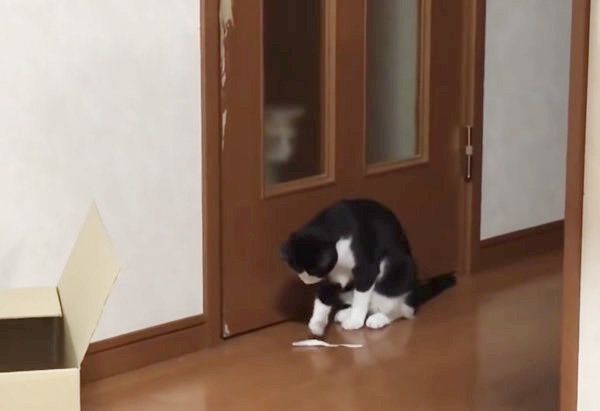 ドアの前で遊ぶ猫