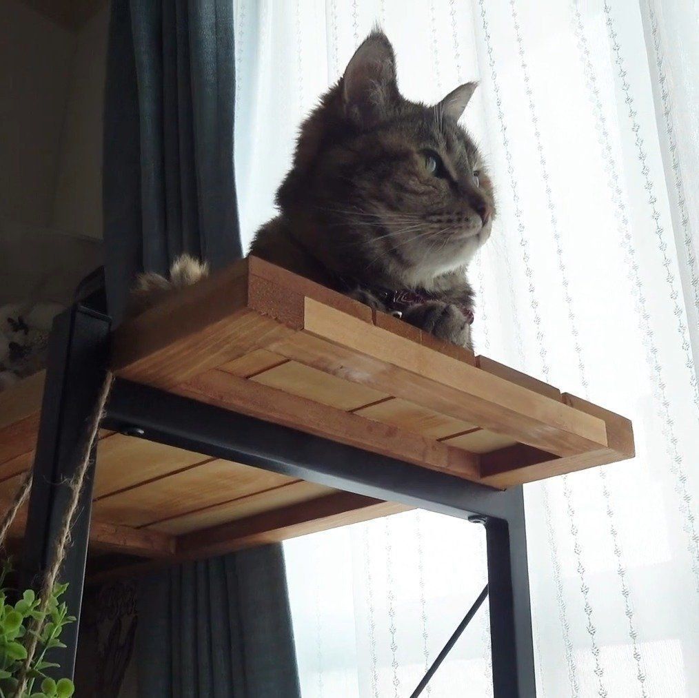 上から見守るラッキーちゃん