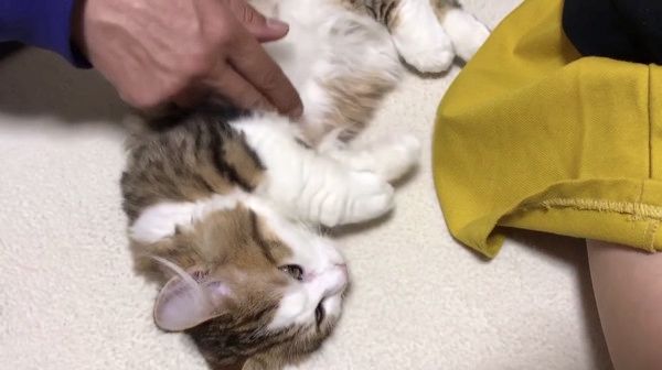 エアふみふみする猫