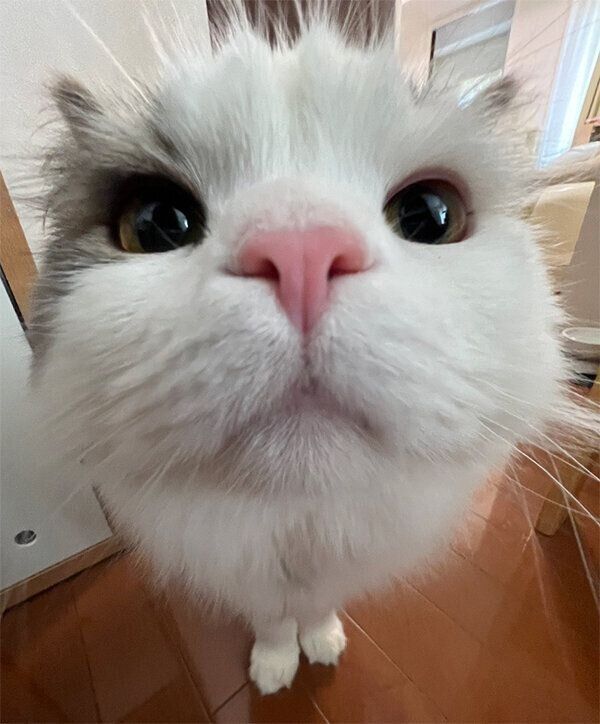 近すぎるおすしくん