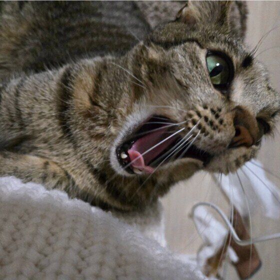 あくびをするソナくん