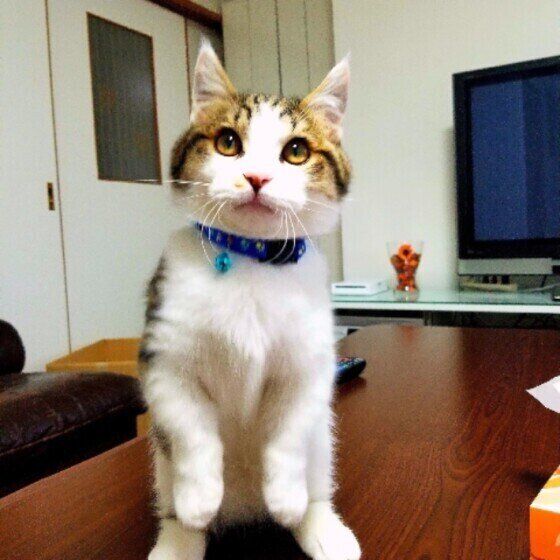 二本足で立つマンチカン