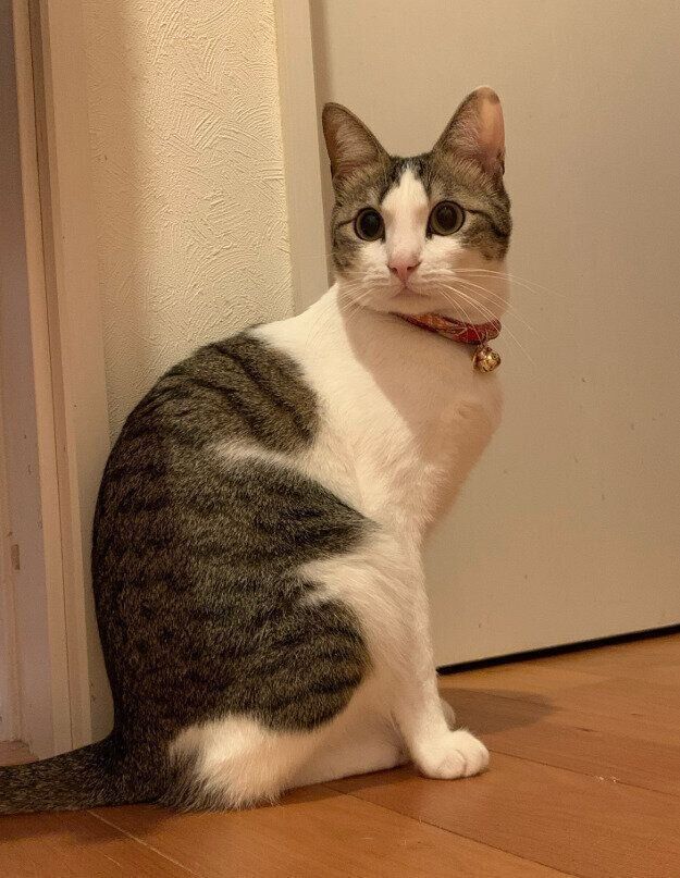 座って振り向く猫