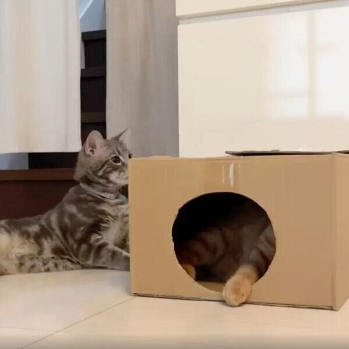 最高の仲直り方法ですね ケンカしていた猫たちの和解する瞬間が最高すぎる ねこのきもちweb Magazine 最高の仲直り方法ですね ケンカしていた猫たちの和解する瞬間が最高すぎる ねこのきもちweb Magazine