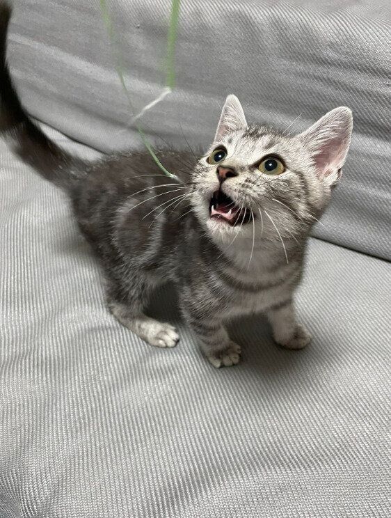 生後3カ月頃のスコティッシュフォールド
