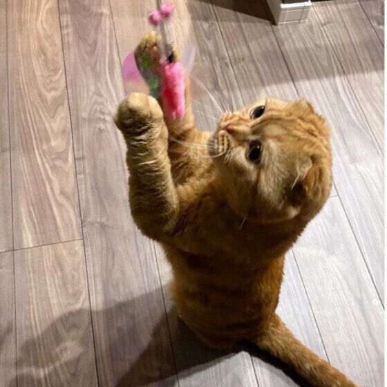 じゃらしに夢中なスコティッシュフォールド