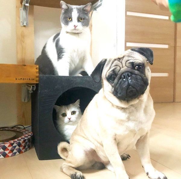 集まるスコティッシュフォールド、ブリティッシュショートヘア、パグ