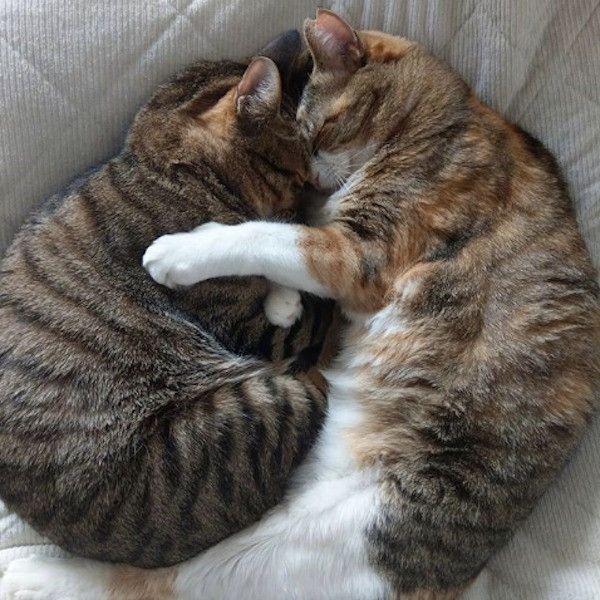 アンモニャイト