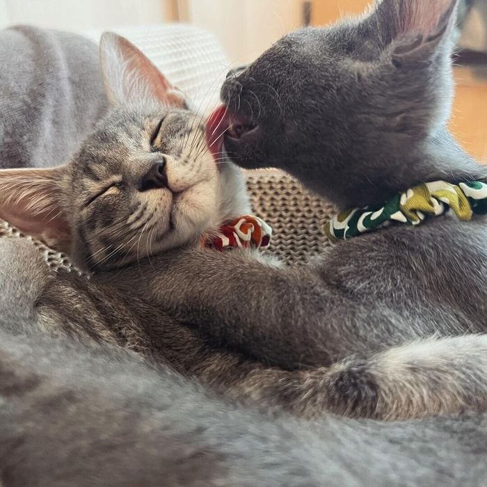 仲よし“兄妹猫”