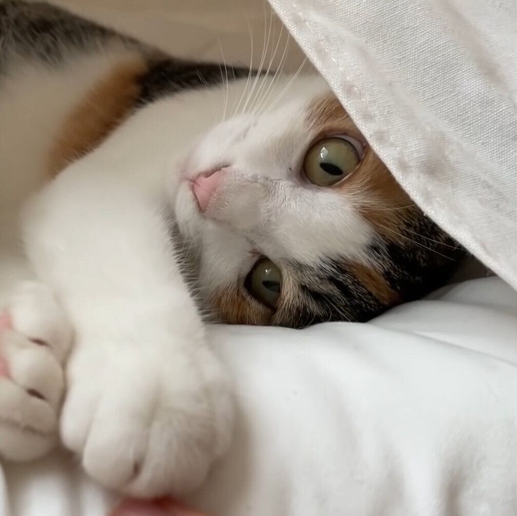 猫パンチするもこちゃん