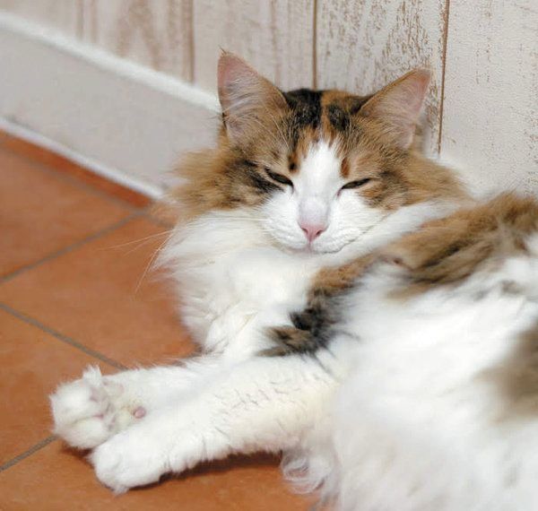 猫のサイレントニャーとは