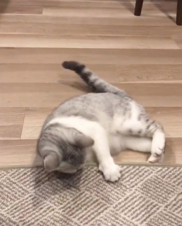 夢中になるスコティッシュフォールド