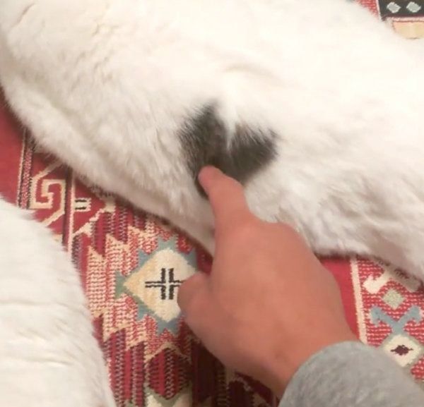 ぐーたらするスコティッシュフォールド