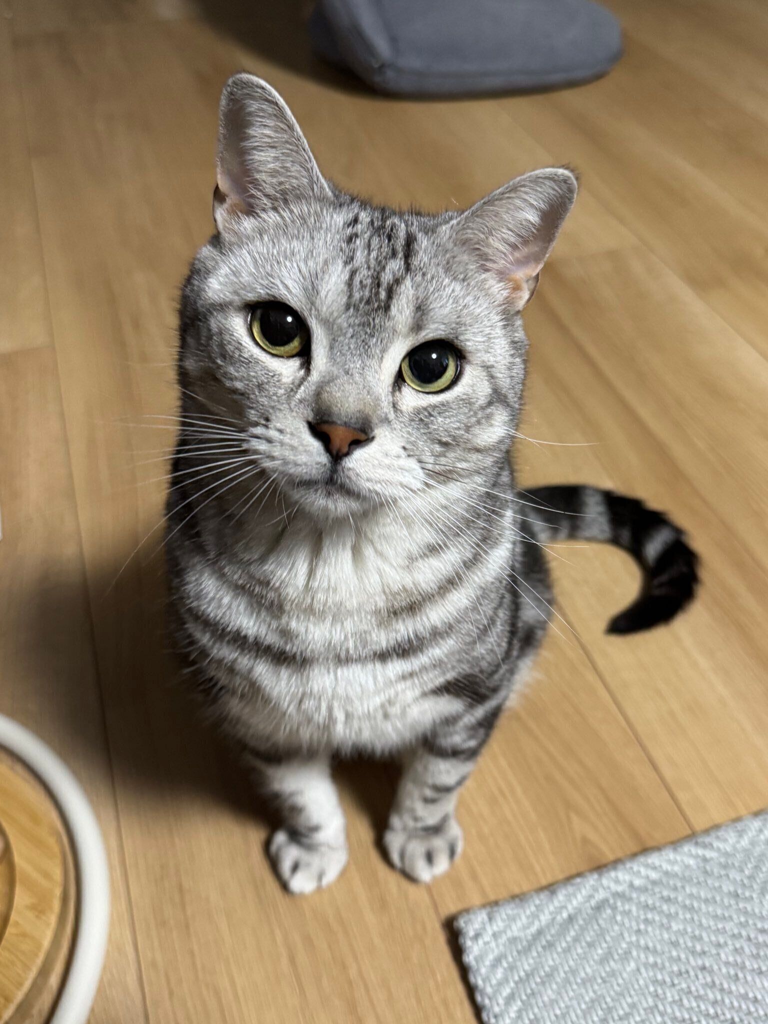 5才のアメリカンショートヘア