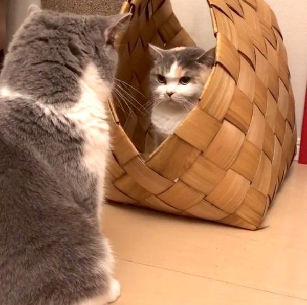 立ち退き交渉をするドラ千代くんとねね子ちゃん