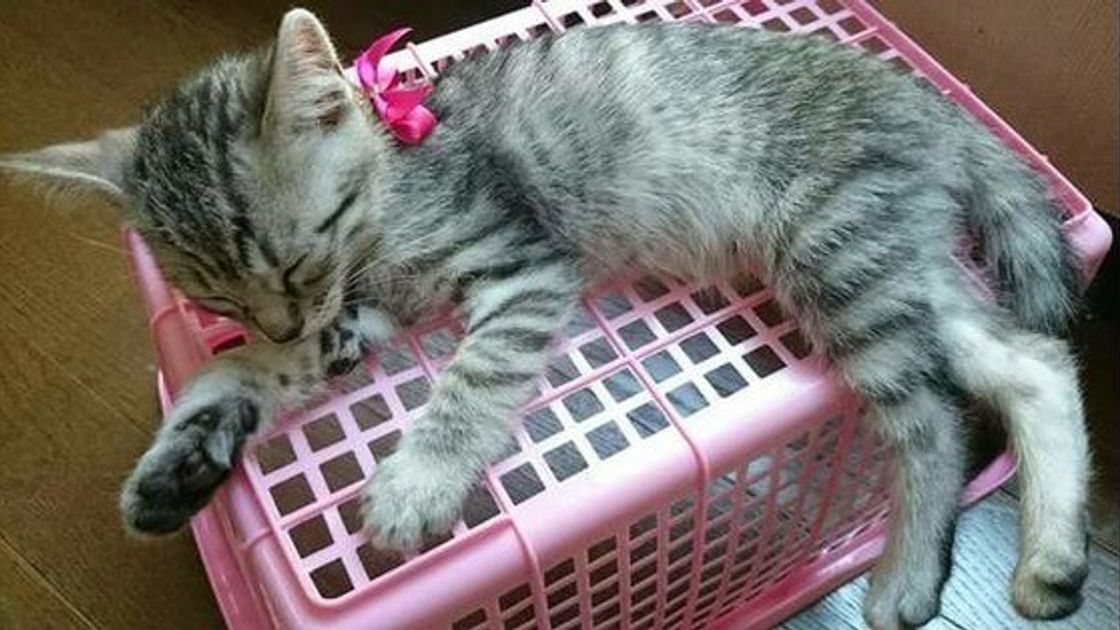 診断付き あなたの愛猫は 末っ子 系猫 4つのトリセツをマスターせよ ねこのきもちweb Magazine 診断付き あなたの愛猫は 末っ子 系猫 4つのトリセツをマスターせよ ねこのきもちweb Magazine