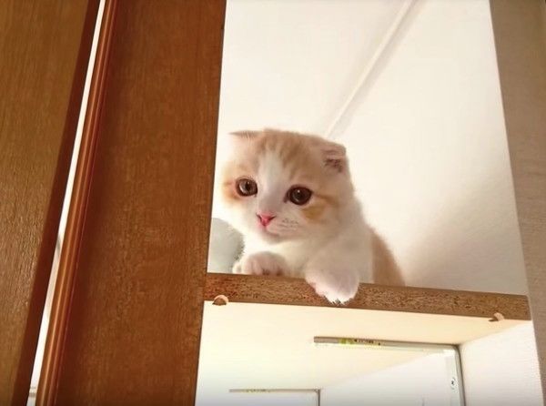 ぴゃぁ〜と鳴くニャンコ