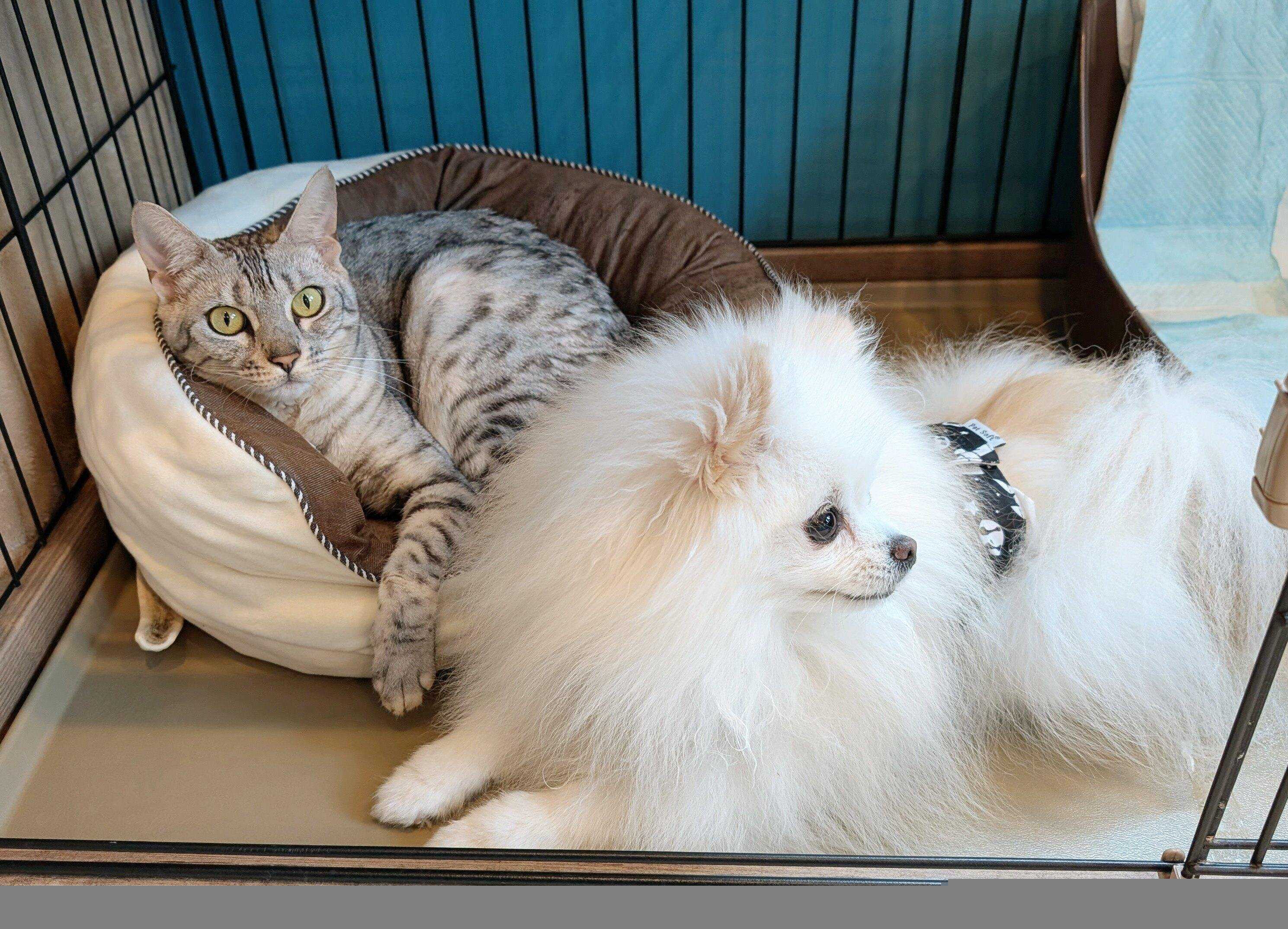 仲良しなうにちゃん、こめたくん