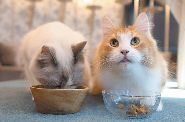 ごはんを食べる猫