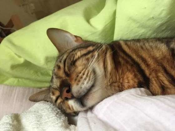飼い主さんと一緒に眠るベンガル