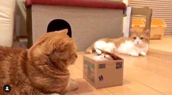 貯金箱で遊ぶマンチカン