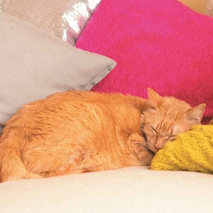 撮影／石原さくら