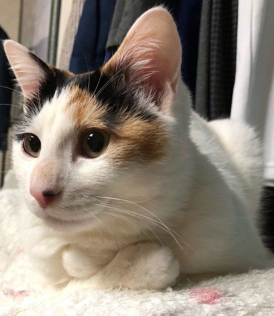 腕組みをするMIXミケのチャーミー