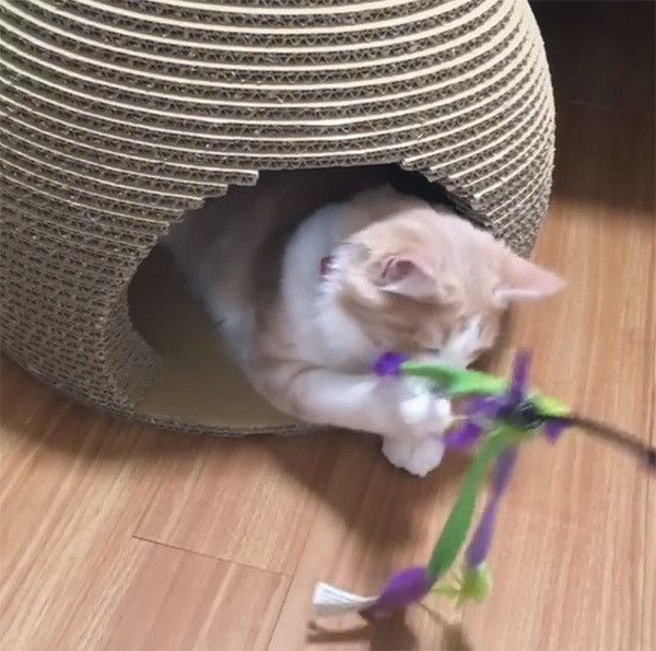 出てこないノルウェージャンフォレストキャット