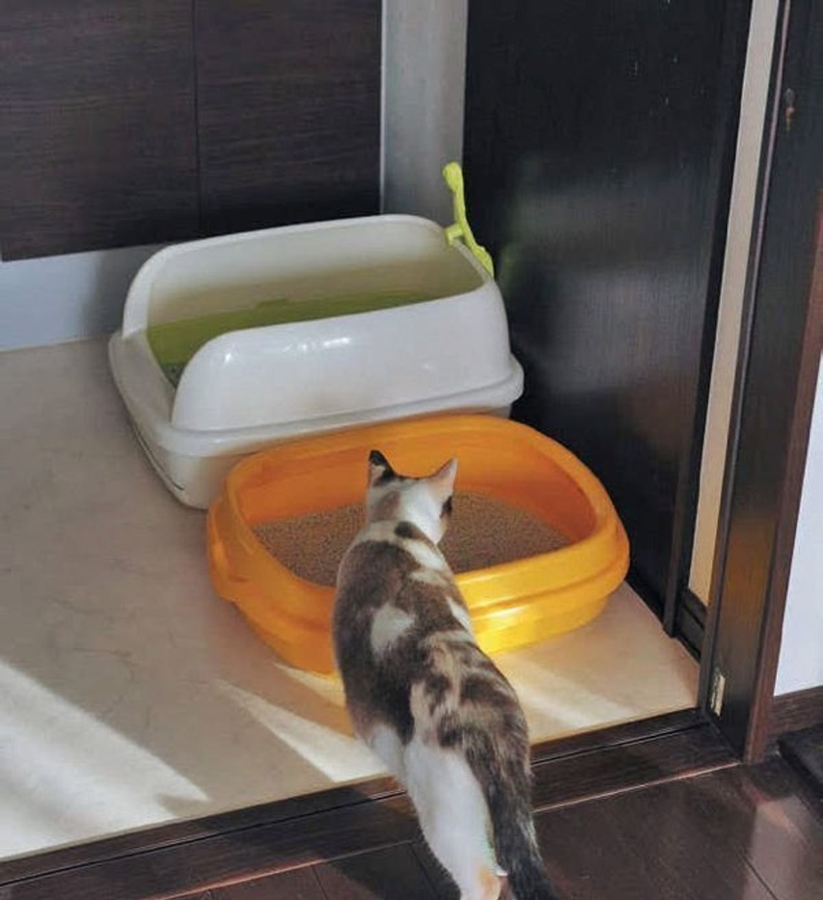 便秘や粗相の原因に やりすぎngな猫の トイレのお世話 3選 ねこのきもちweb Magazine 便秘や粗相の原因に やりすぎngな猫の トイレのお世話 3選 ねこのきもちweb Magazine