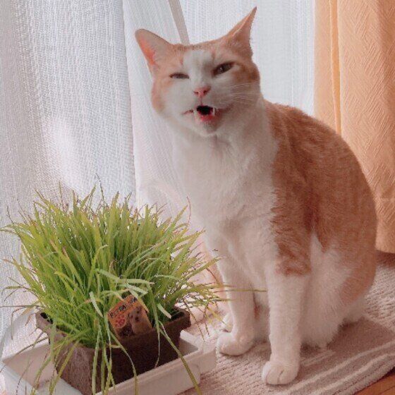 MIX茶×白のタロくん