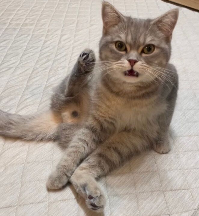 フレーメン反応をするマヨくん