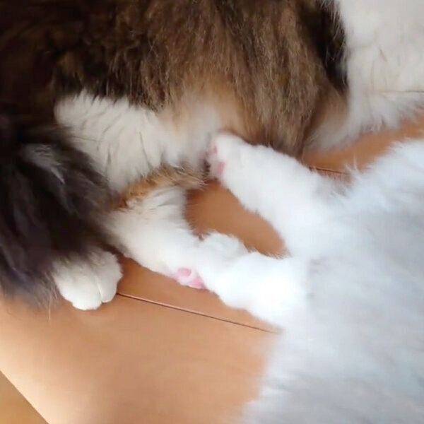 虎蒼くん、虎鉄くん