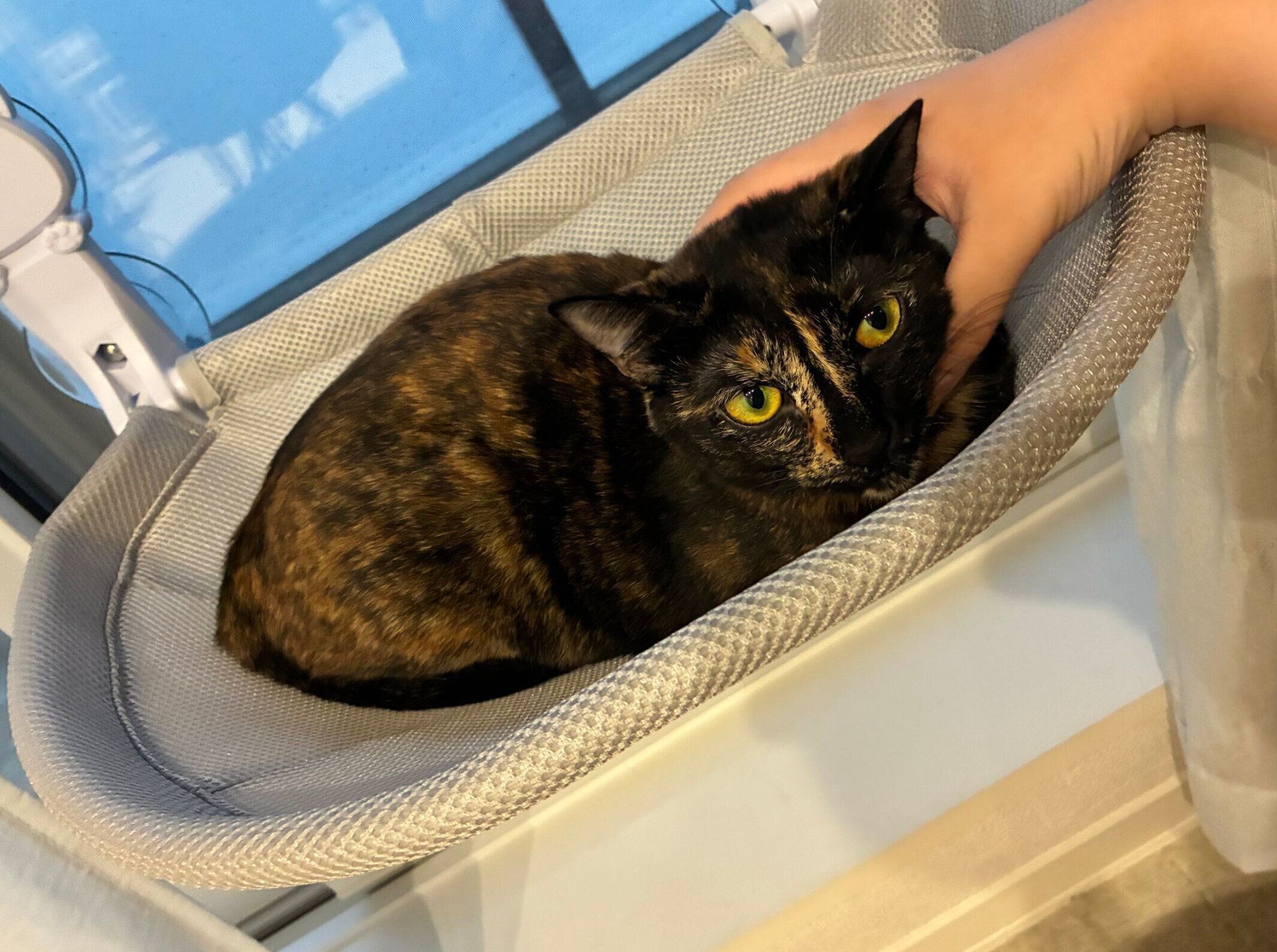 ハンモックを気に入った様子のくろみつちゃん